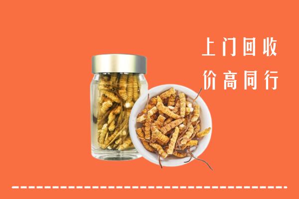 文山州麻栗坡回收冬虫夏草